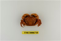 藏品(絨毛近方蟹)的圖片